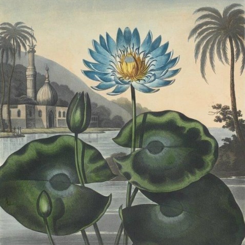 detail of watercolour of blue lotus flower blooming in a lake
