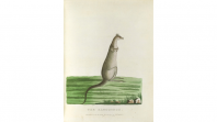 Drawing of a kangaroo
