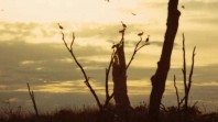 Birds nesting in Kerang Lakes