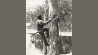 Lake Tyers man cutting a bark canoe, 1913–16