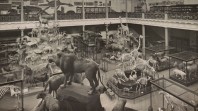 taxidermied animals on display in galleried hall