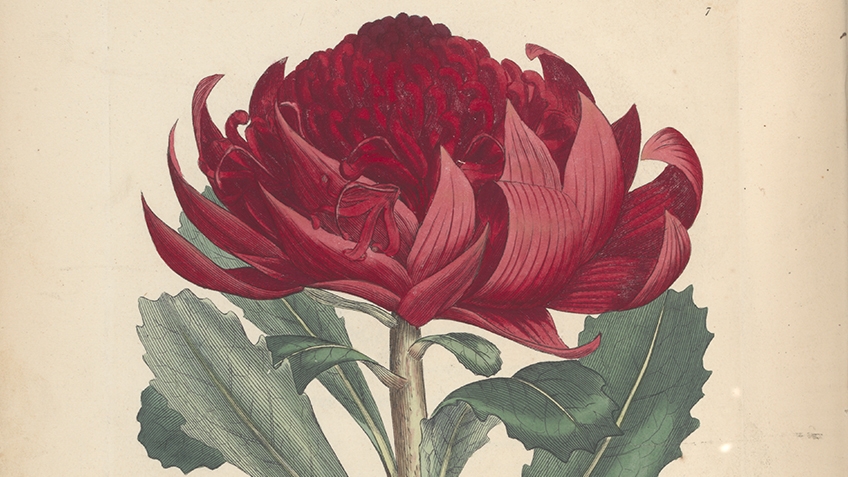 Embothrium speciosifsimum (Telopea speciosissima), 1793
