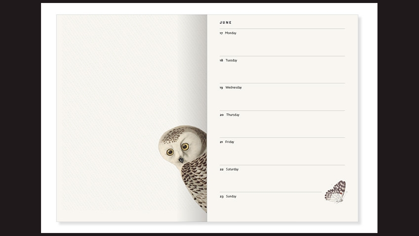 diary double page weekly spread with owl peeking out of the page
