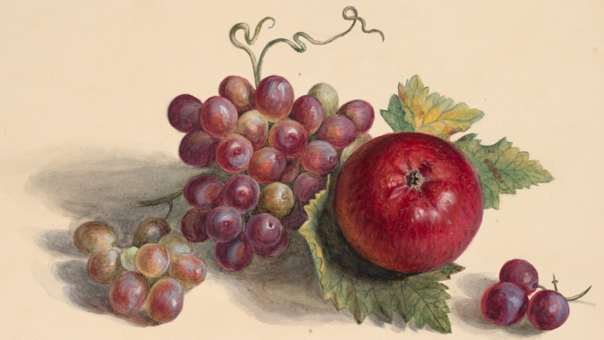A coloured drawing of several bunches of red grapes, green vine leaves and a red apple