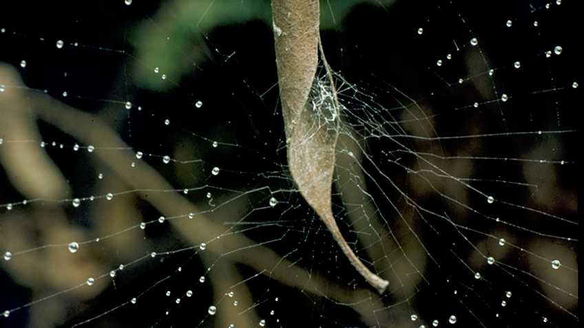 Spiderweb with water droplets, by John O Friend