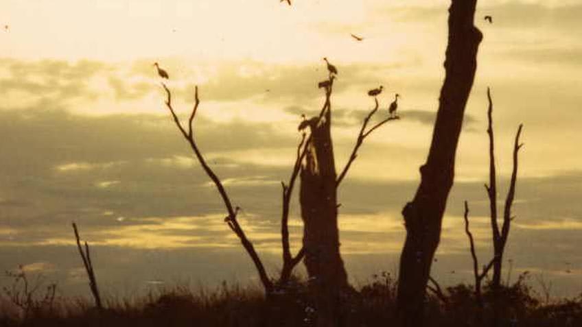 Birds nesting in Kerang Lakes
