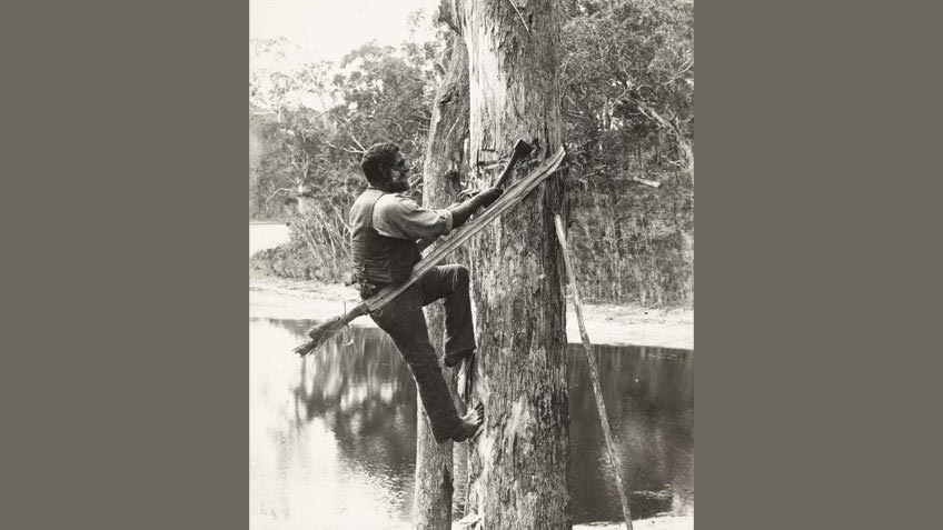 Lake Tyers man cutting a bark canoe, 1913–16