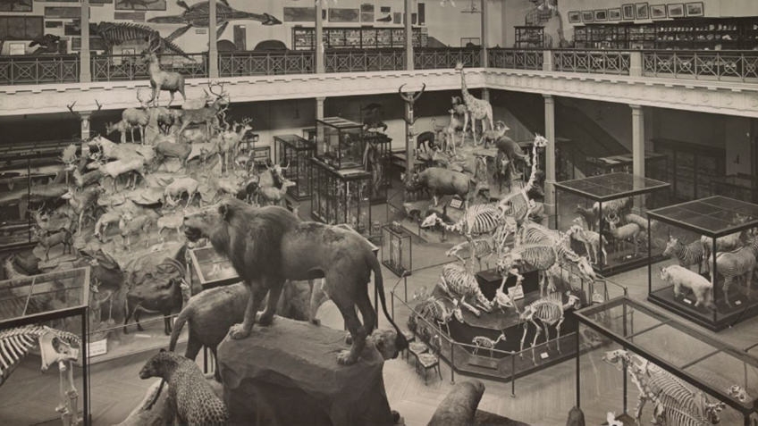taxidermied animals on display in galleried hall