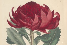 Embothrium speciosifsimum (Telopea speciosissima), 1793