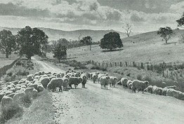 Black and white photo of large herd of sheep being driven along a rural road