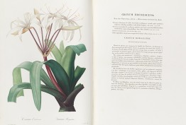 open book with lily illustration and text