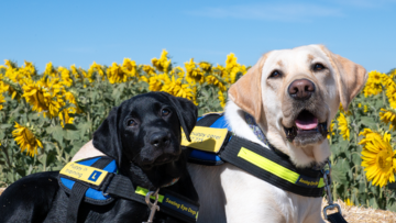 Storytime with Vision Australia and Seeing Eye Dogs 